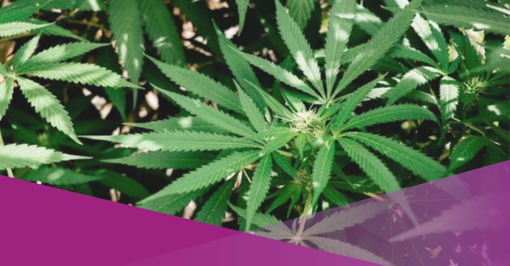 socialexpat-constitutional-court-rejects-to-legalize-medical-marijuana-cover-03