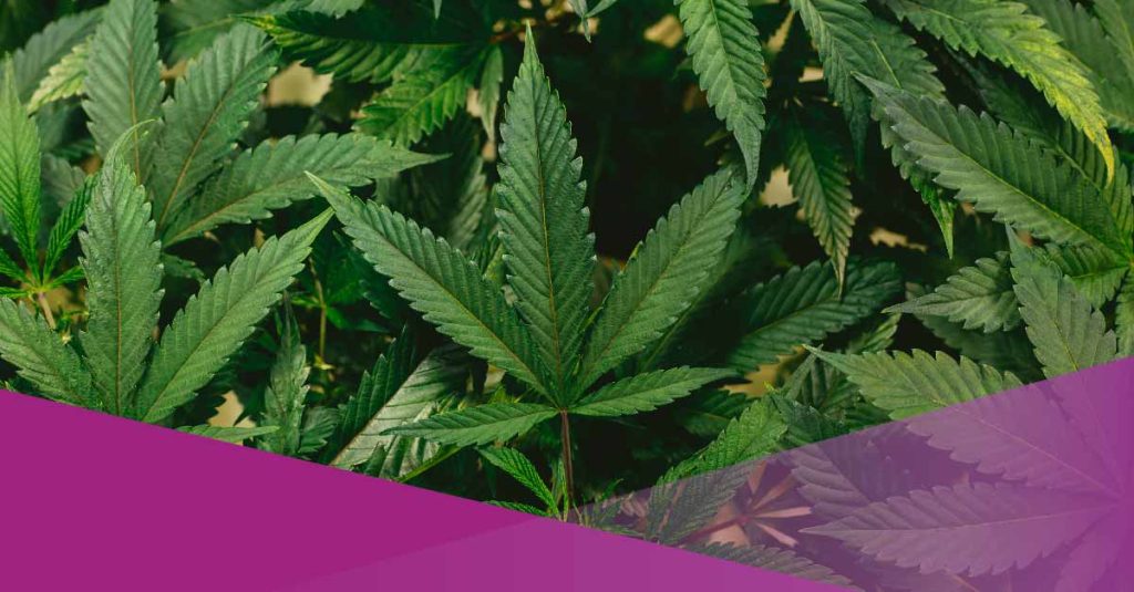 socialexpat-indonesia-considers-legalizing-medicinal-marijuana-cover-02