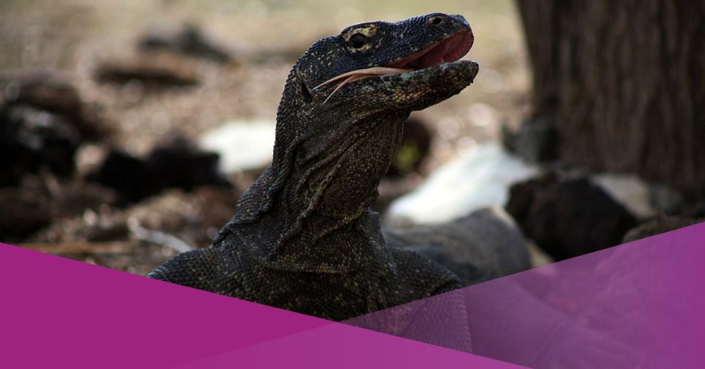 socialexpat-jokowis-directive-to-postpone-the-komodo-island-entry-fee-detected-prey-wikimedia-cover