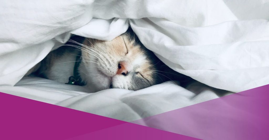 socialexpat-moving-pets-into-indonesia-things-you-should-know-kate-stone-matheson-unsplash-cover