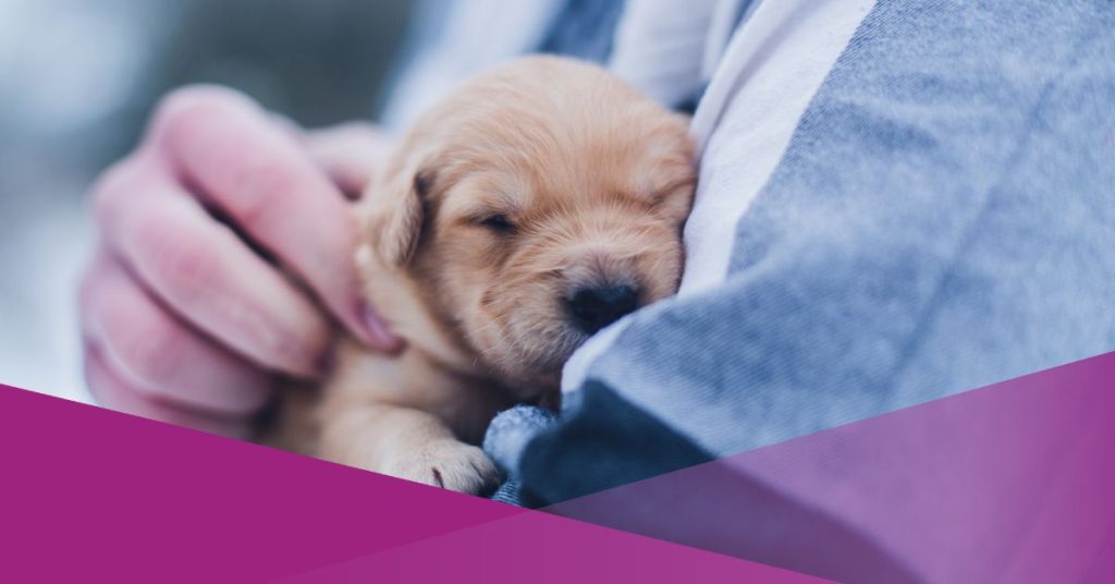 socialexpat-recommended-vets-and-pet-clinic-in-jakarta-lydia-torrey-unsplash-cover
