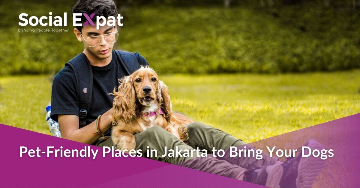 PetFriendly Places in Jakarta to Bring Your Dogs Social Expat