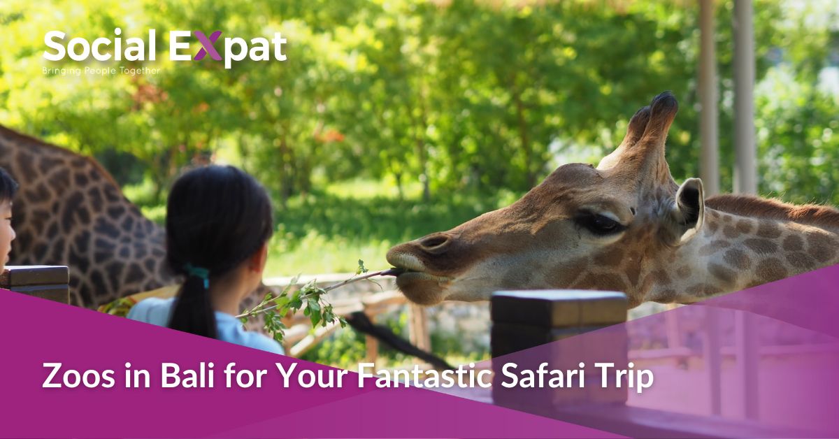 Zoos in Bali for Your Fantastic Safari Trip Social Expat