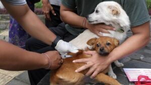 Over 19.000 New Rabies Cases Recorded in Bali Since January 2023