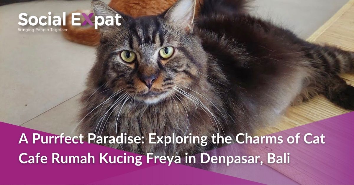 A Purrfect Paradise: Exploring the Charms of Cat Cafe Rumah Kucing