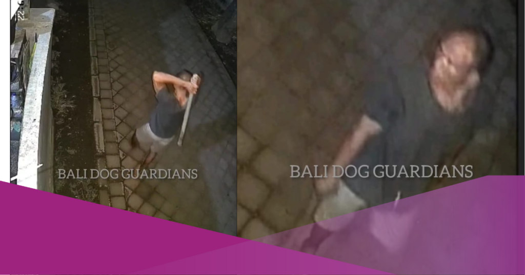 Stray Dogs in Bali