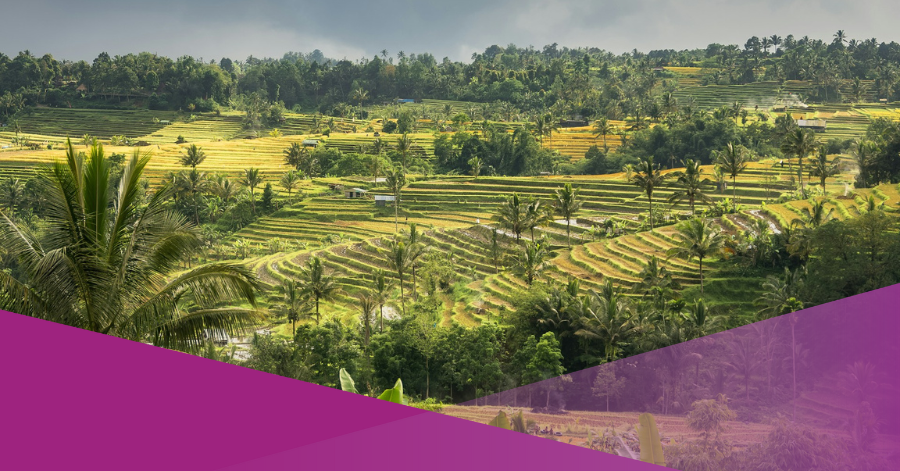 jatiluwih rice terrace