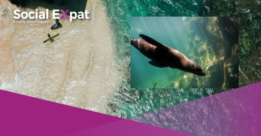 sea lion