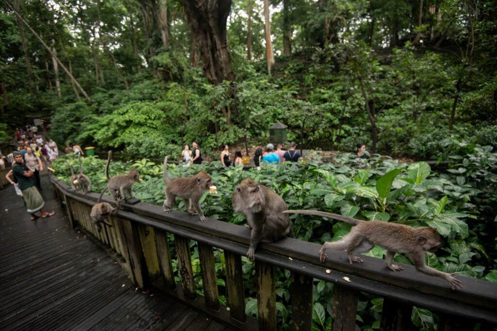 monkey forest bali