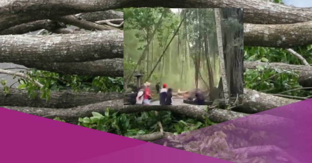 monkey forest ubud bali fallen tree