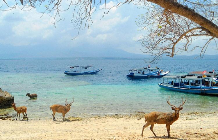 deer in Bali Menjangan