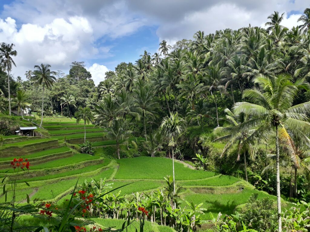 Tegalalang Rice Terrace