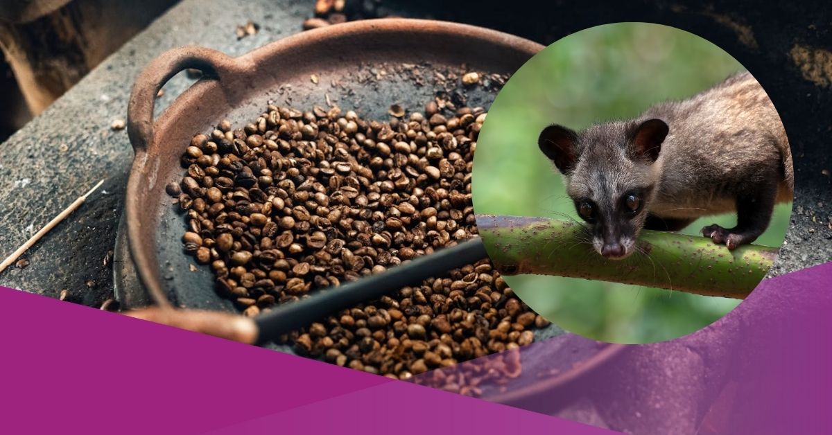 Everything You Need to Know About Indonesia Luwak Coffee