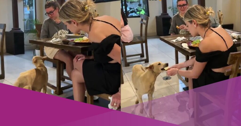 Bali Restaurant Owner stray dog in bali