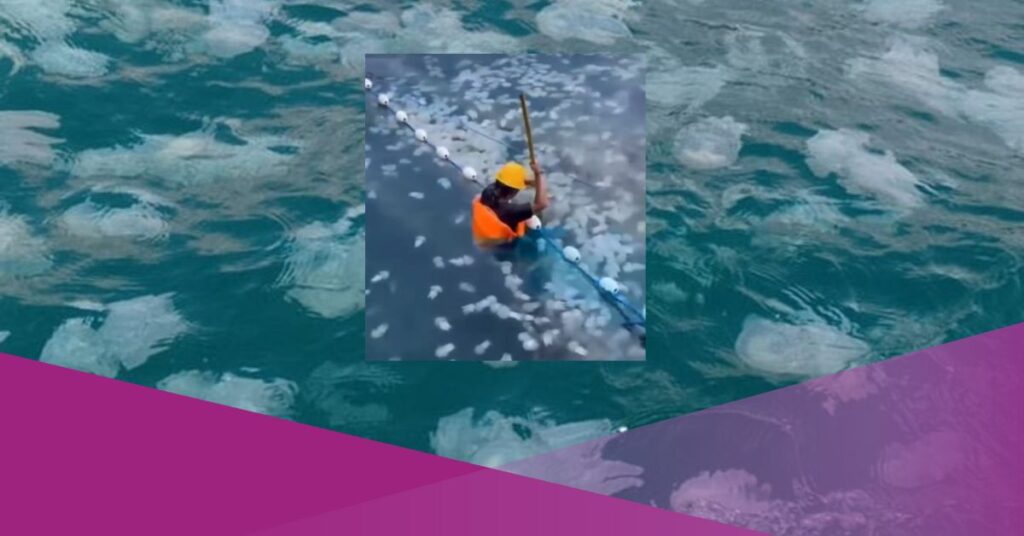 Jellyfish Paiton Indonesia