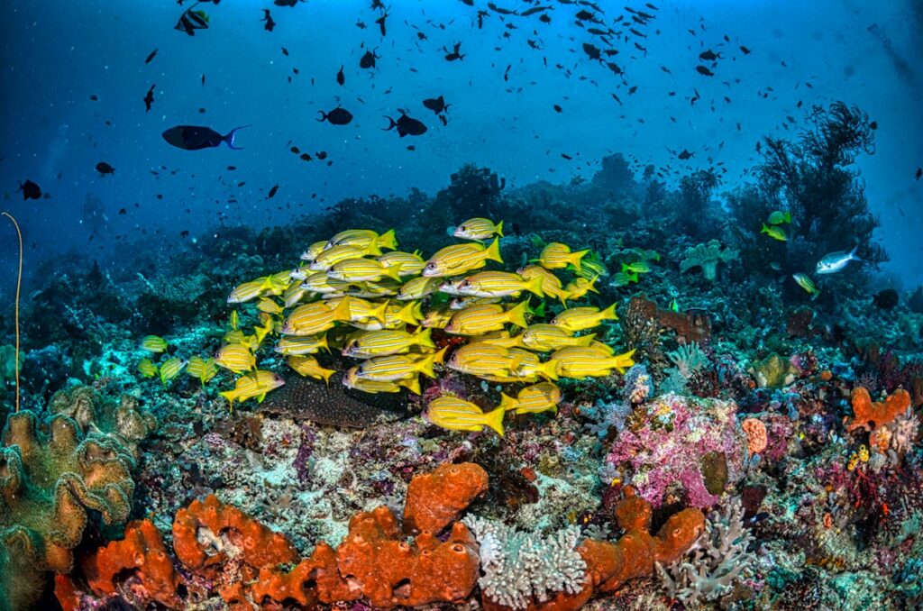 raja ampat snorkeling spots