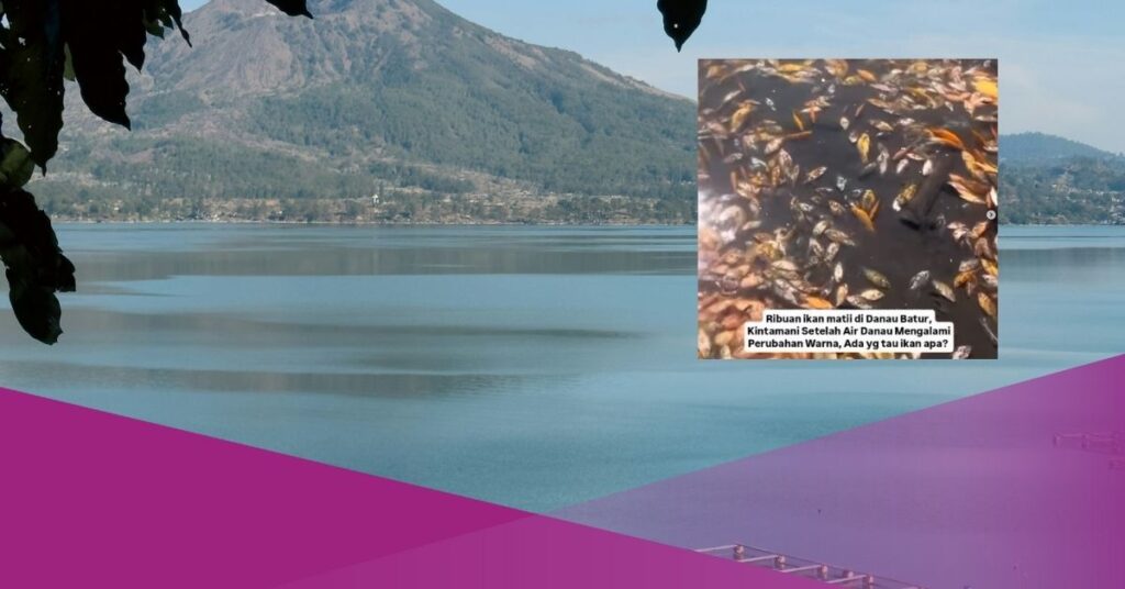 Lake Batur Fish Dead