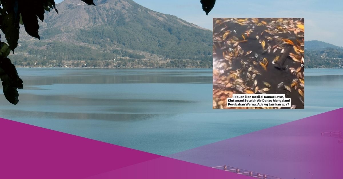 Lake Batur Fish Dead