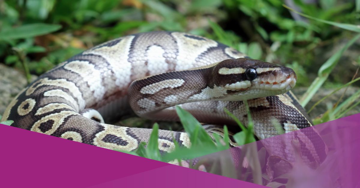 Python Attack