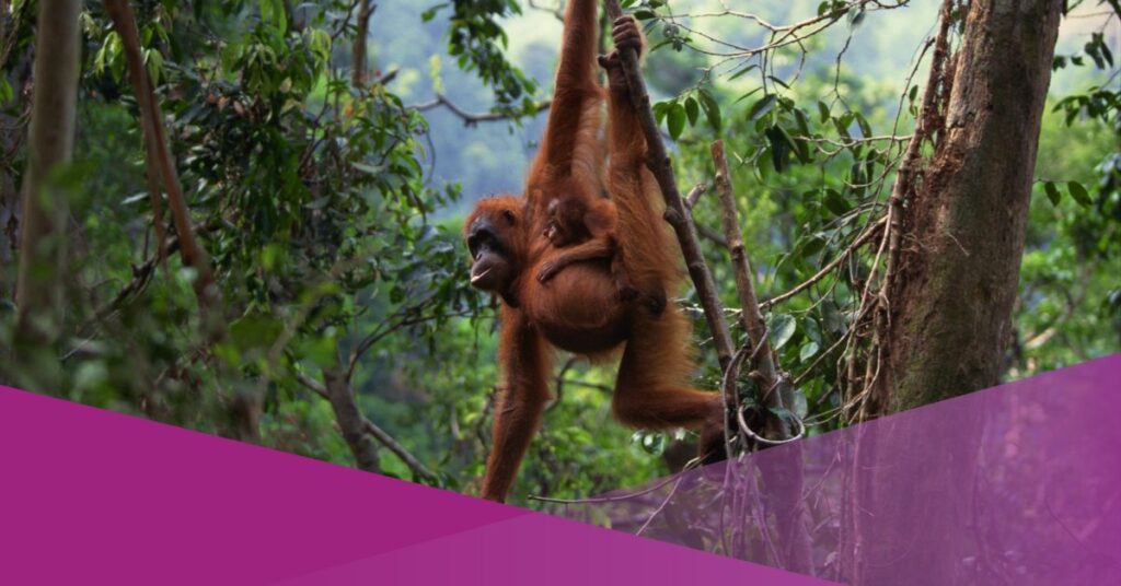 bukit lawang sumatra orangutan