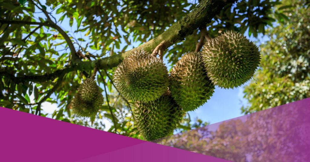 durian deaths