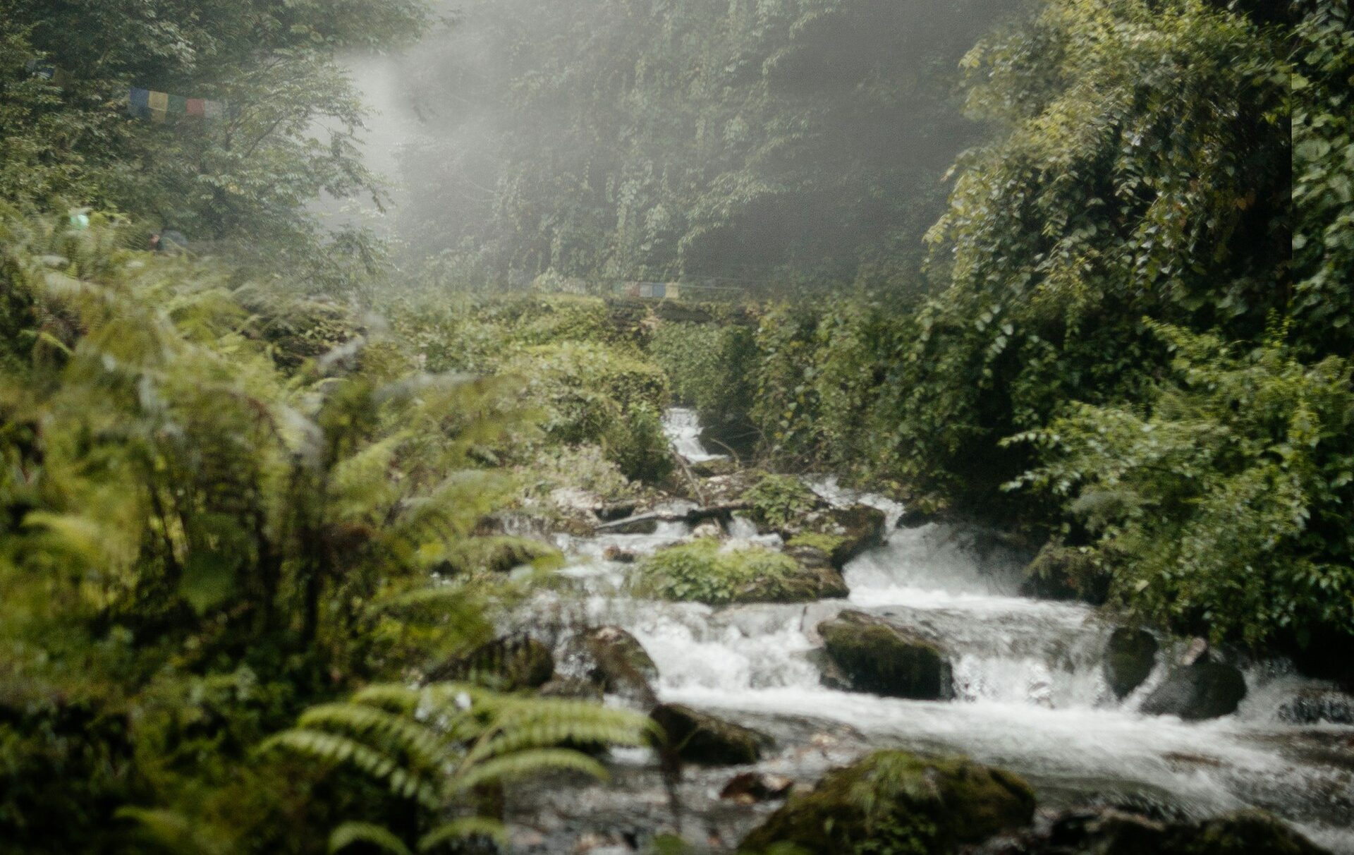 indonesian forest