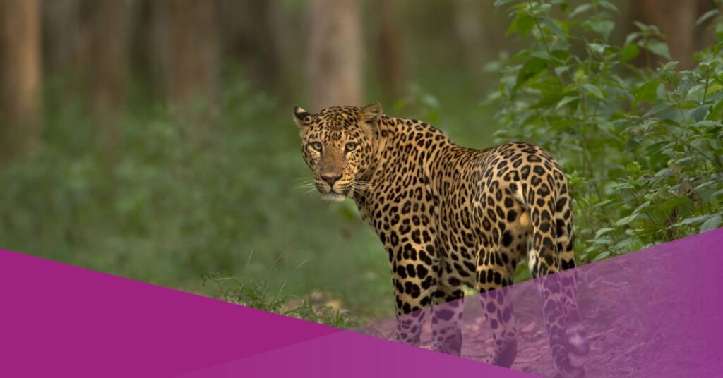 leopard west java indonesia