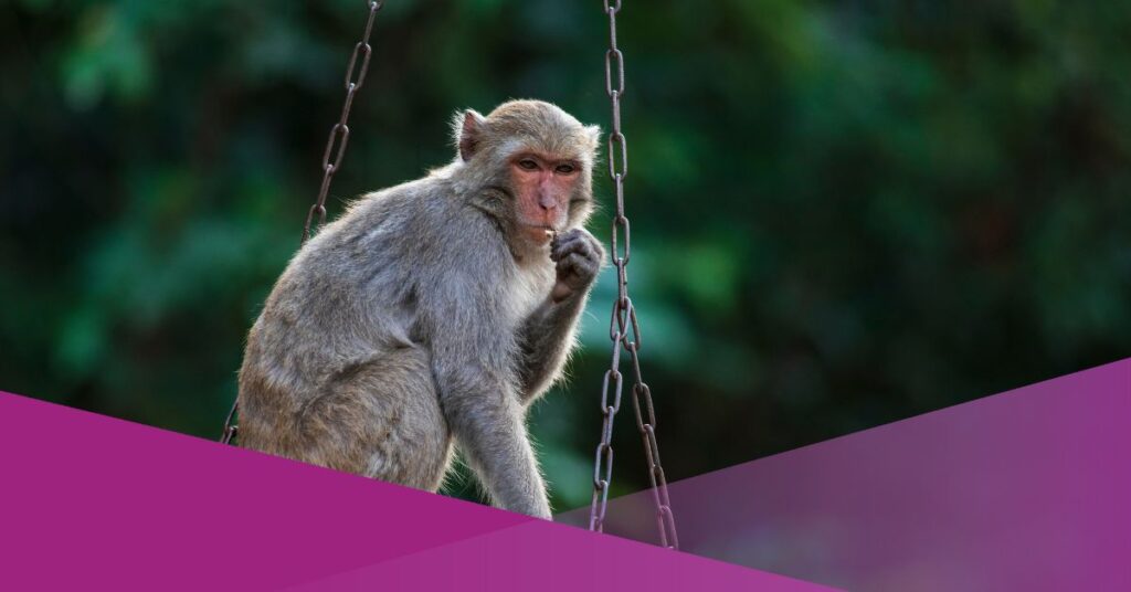 foreigner in bali monkeys in bali