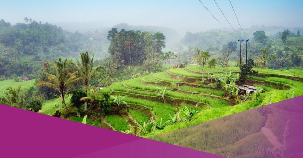 Bali Loses 6,521 Hectares of Rice Fields