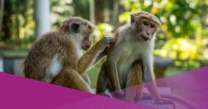 Monkey Mischief in Indonesia Sends People Scurrying While Fishing
