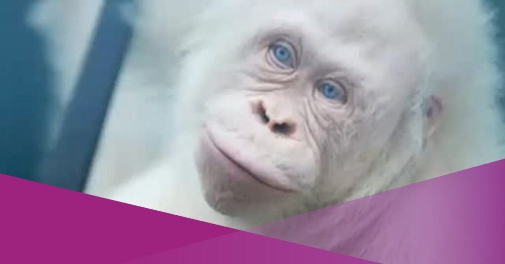 alba orangutan albino