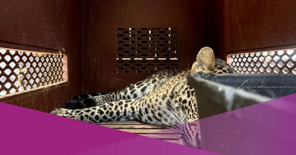 Wild Leopard Enters a Hotel in Indonesia, Evacuated After Three Hours