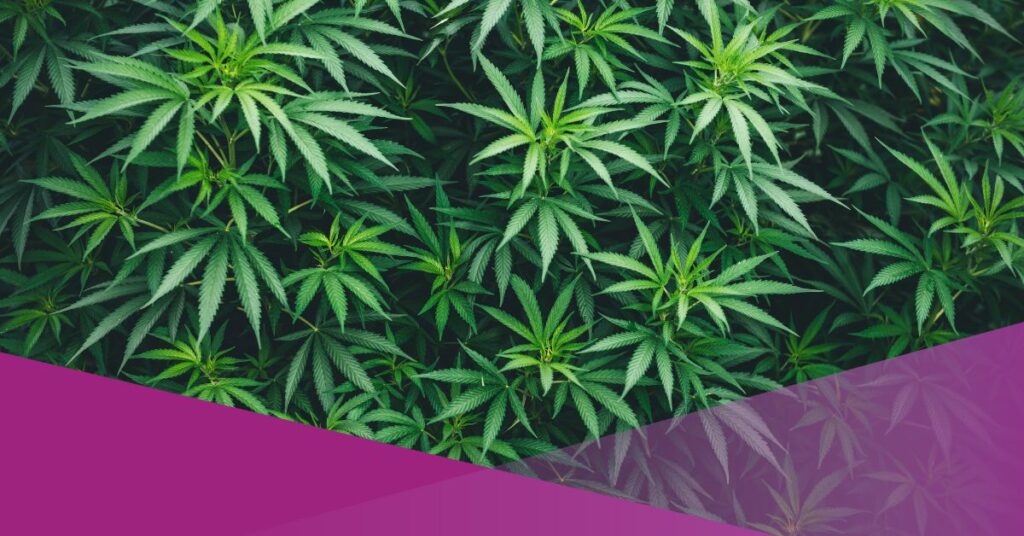 Police Uncover Hydroponic Marijuana Operation Run by Foreigners in Bali