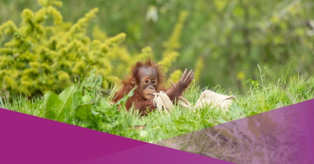 Orangutan Uses Leaf as Umbrella in Kalimantan