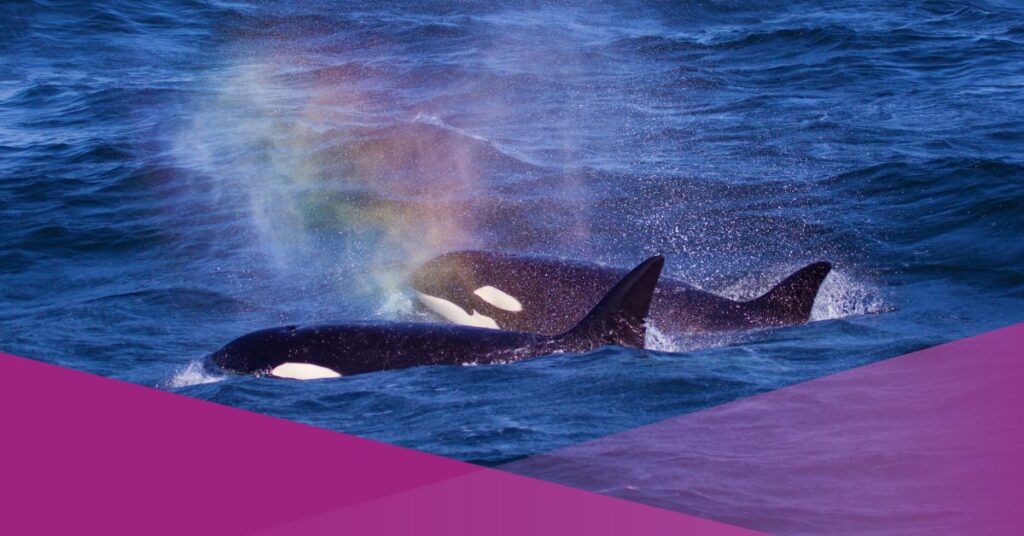 Video Shows Rare Appearance of Orcas in Lombok–Bali Waters