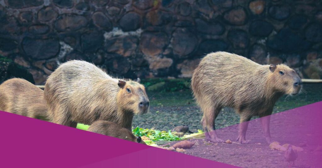 Ragunan Zoo Opens for Night Visitors