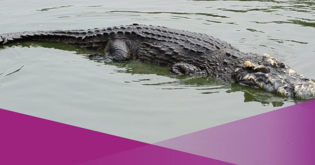 Giant Crocodile Captured and Relocated in Riau, Indonesia