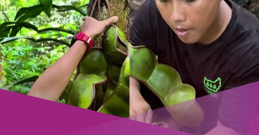 giant petai indonesia