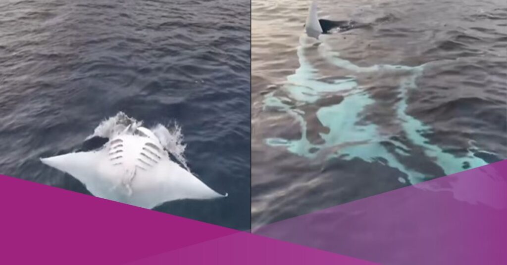 Oceanic Manta Ray Caught on Camera at Menjangan Island, Bali