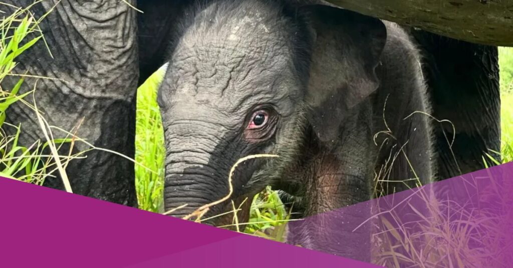 Baby Elephant Is Born at Padang Sugihan Conservation Centre