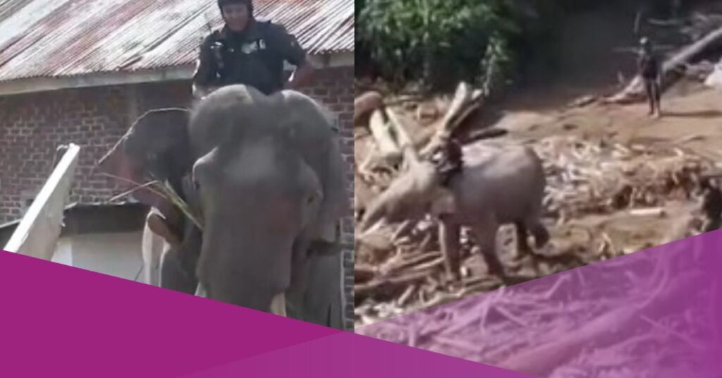 Indonesia Deploys Elephants to Clear Debris After Flash Floods in Aceh