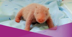 Indonesia Welcomes Satrio, the Country’s First Giant Panda Cub, Named by President Prabowo