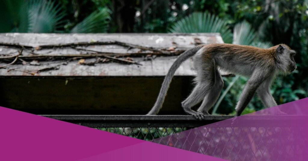 Bali Governor Prohibits Residents from Keeping Long-Tailed Macaques