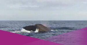 Sperm Whales Repeatedly Spotted Off North Bali Coast
