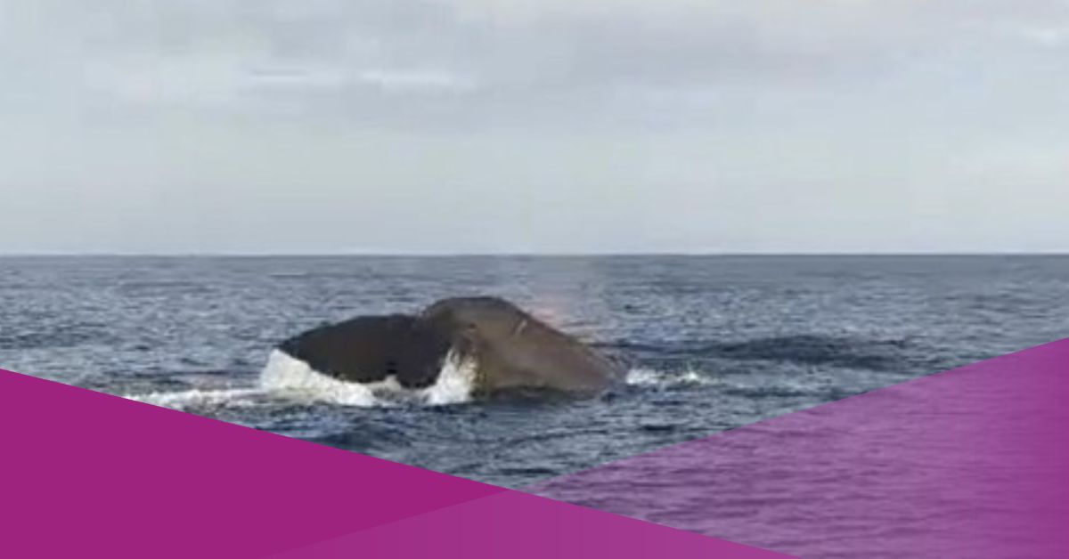 Sperm Whales Repeatedly Spotted Off North Bali Coast