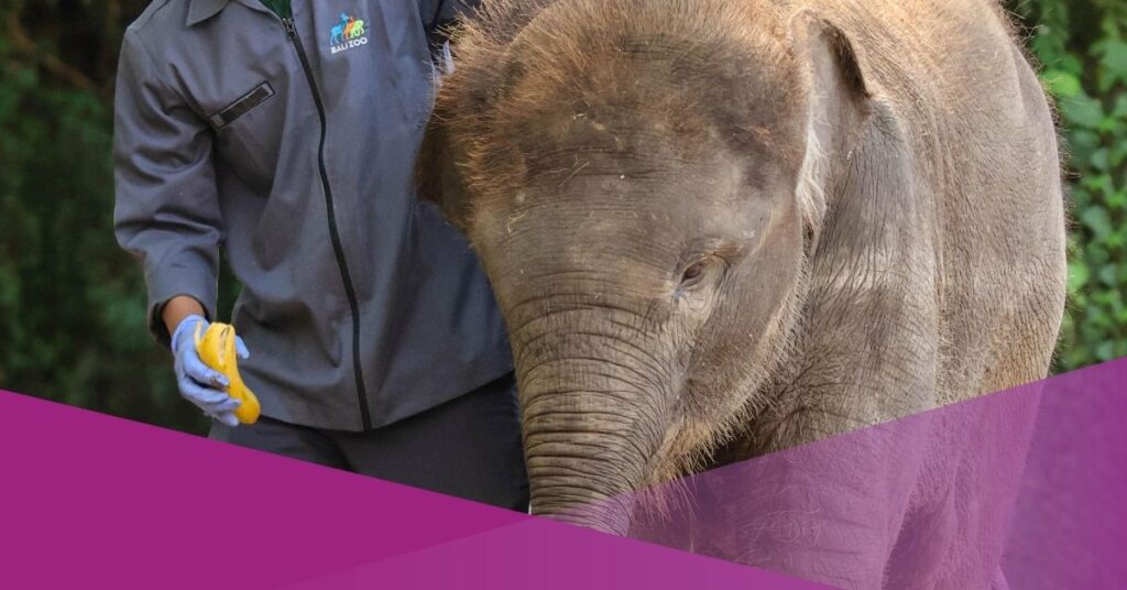 Bali Zoo Ends Elephant Riding Programme to Strengthen Animal Welfare