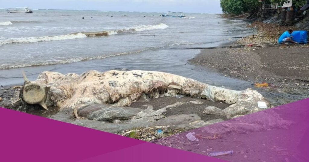 Bali Authorities Identify Whale Found on Lovina Beach as a Sperm Whale