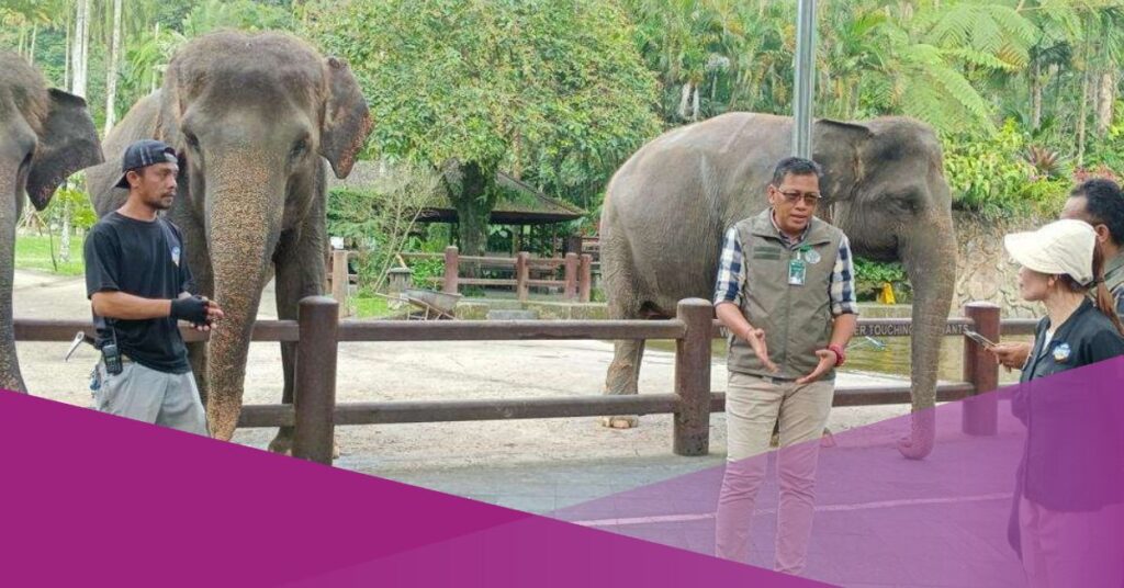 Elephant Riding Attractions at Mason Elephant Park Officially End