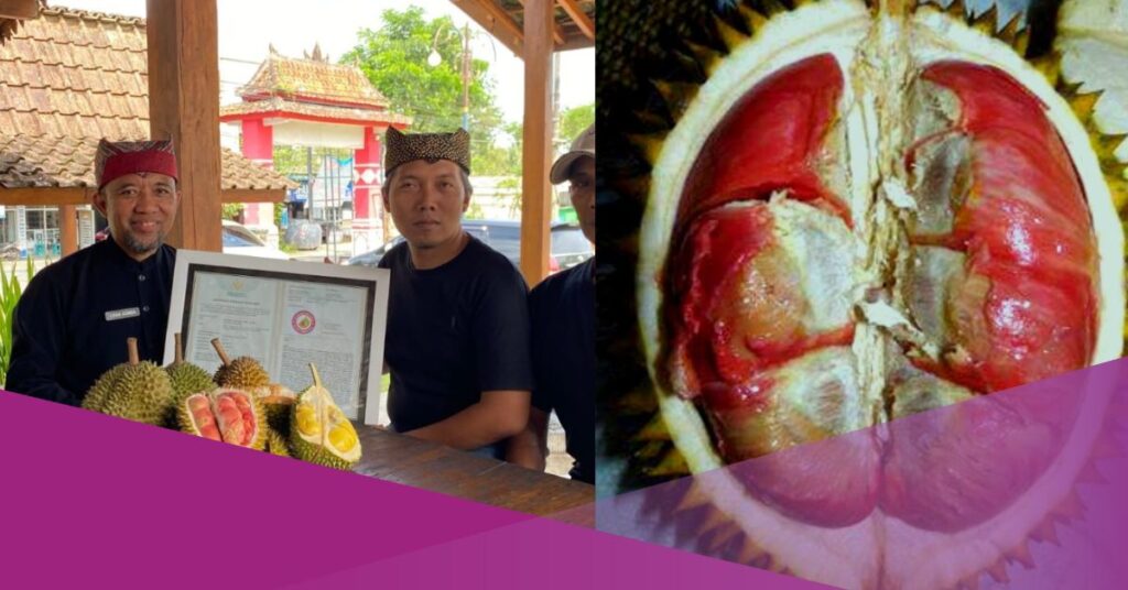 Banyuwangi Red Durian