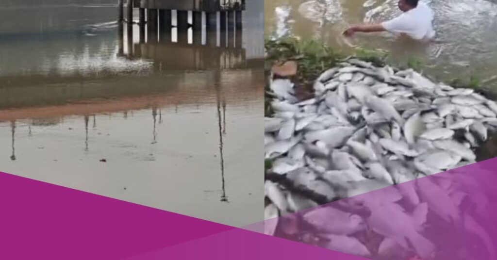 Fish Found Dead as Chemical Runoff Enters Cisadane River Following Warehouse Blaze